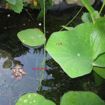 池の植物
