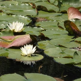 睡蓮の花震わせて蛙鳴く／こちらで鳴けばすぐ鳴き返す（岸町調整池）