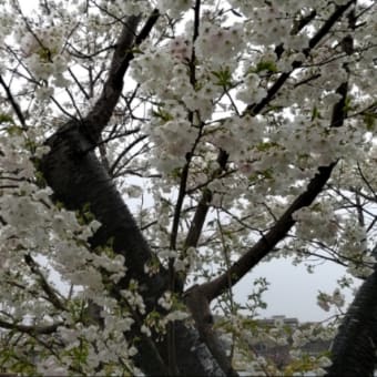 千波湖の桜　2025.4.3