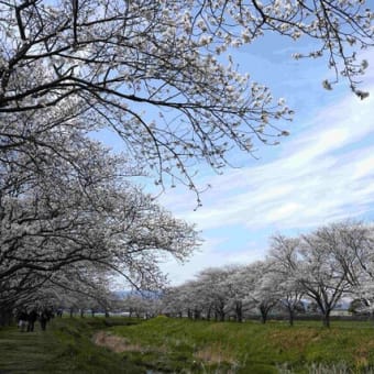 草場川の桜