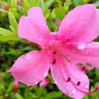 雨に咲く花