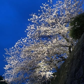 続・夜桜