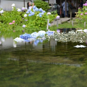 大澤山久安寺　あじさい