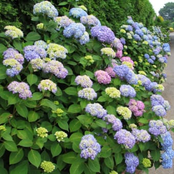 アジサイ 紫陽花