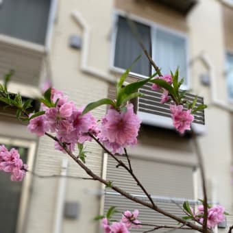 24℃、桃の花が満開