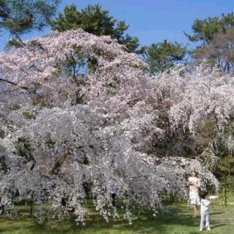 05年：京都の桜（2）