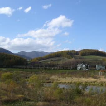 カラマツ黄葉と雪山