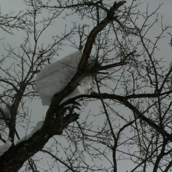 山形に豪雪見舞い