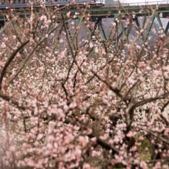梅の香る季節、三江線
