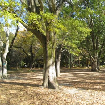 穴場　初冬の植物探索