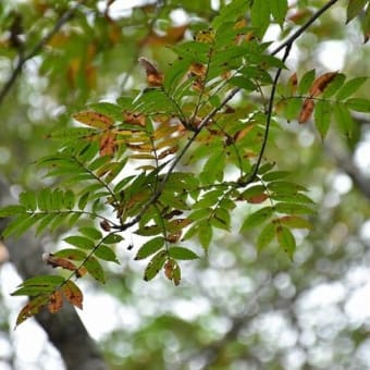 くじゅう黒岳山麓の散策