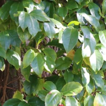 サネカズラ（マツブサ科・サネカズラ属）常緑つる性木本