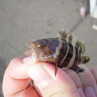 初秋の海釣り