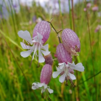 ヨーロッパアルプスで出会った花々　⑦　清楚な白色の花