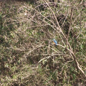 R3.1.30   野川公園にセツブンソウを見に行ったら青い鳥も撮影出来た　(30日その１)