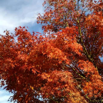紅葉狩り