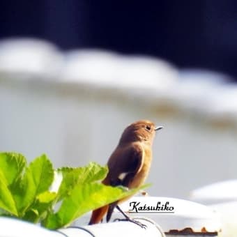 午後の散歩写真 野鳥