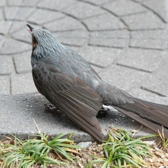 鳥が窓ガラスにぶつかる