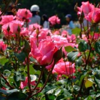 菜園と越後丘陵公園のバラ園