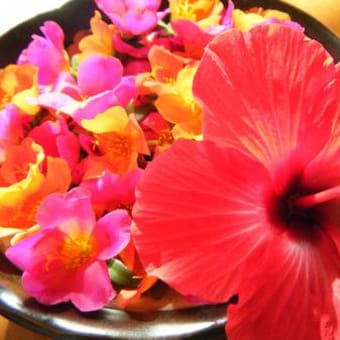 夏の花を室内で。。。
