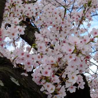 姫路城の桜