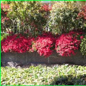 本格的な「春」か？　垣根の花がまぶしい
