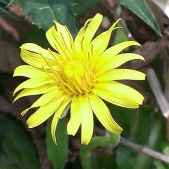 かぶと山　花の里山ハイキング