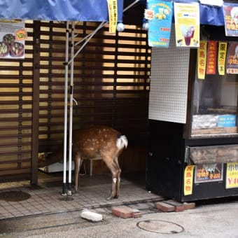 シルバー・ディスカバラー宮島付近で、、、その他ウロウロ、、、