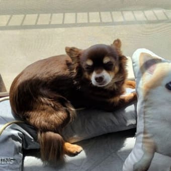 ヘソ天