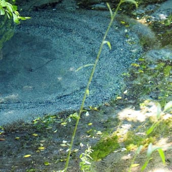 🌱 涼やかな場所へひとり旅　三島の湧水💦