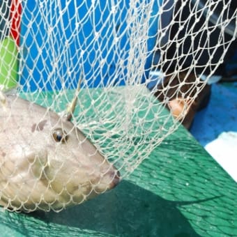 【鮎丸出船報告】カワハギ釣り＆釣り魚でBBQ☆～釣り編～