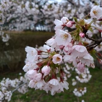 御所の台ふれあいパーク桜開花状況（H29.4.20）