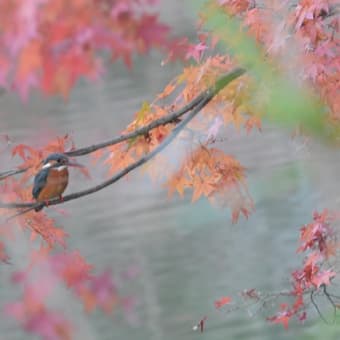 紅葉とカワセミ