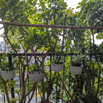 鉢植えひまわり