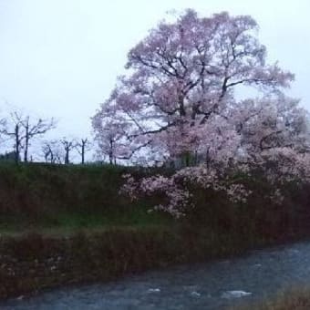 向野の江戸彼岸桜