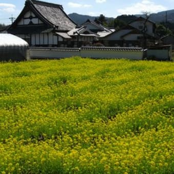 刈安色