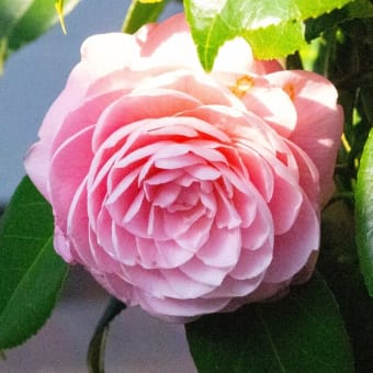 我が家の春とカモの写真