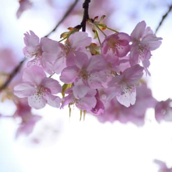 河津桜