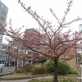 錦糸公園☆河津桜2018