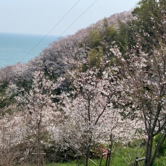 赤穂御崎の桜