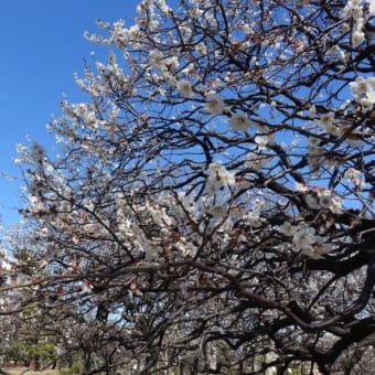 ２月、梅を見てきました。