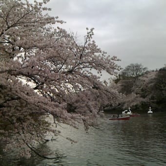 桜の井の頭公園ぐるり