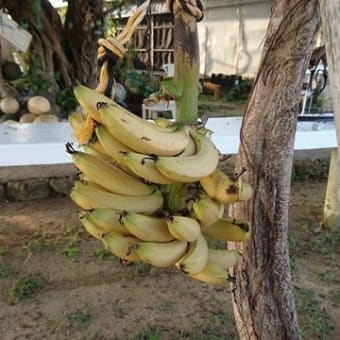 バナナ豊作！