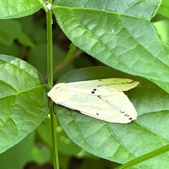 森の林床は蛾の宝庫