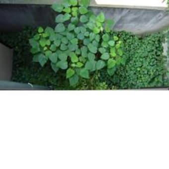 梅雨明け