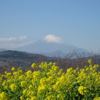 神奈川県二宮町の吾妻山に菜の花が咲いた