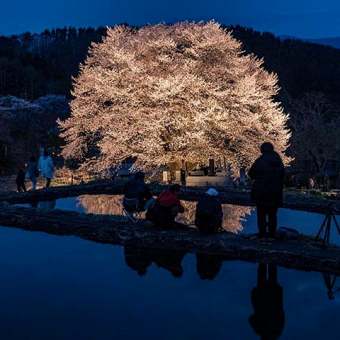 テレビ朝日報道ステーションに乗っ取られた天王桜