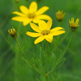 花？華？華やか！2