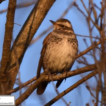 野鳥撮影パート4