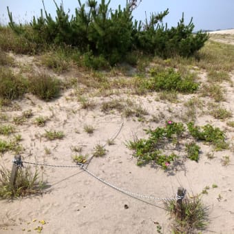 時間つぶしに浜を歩いて植物を観察。